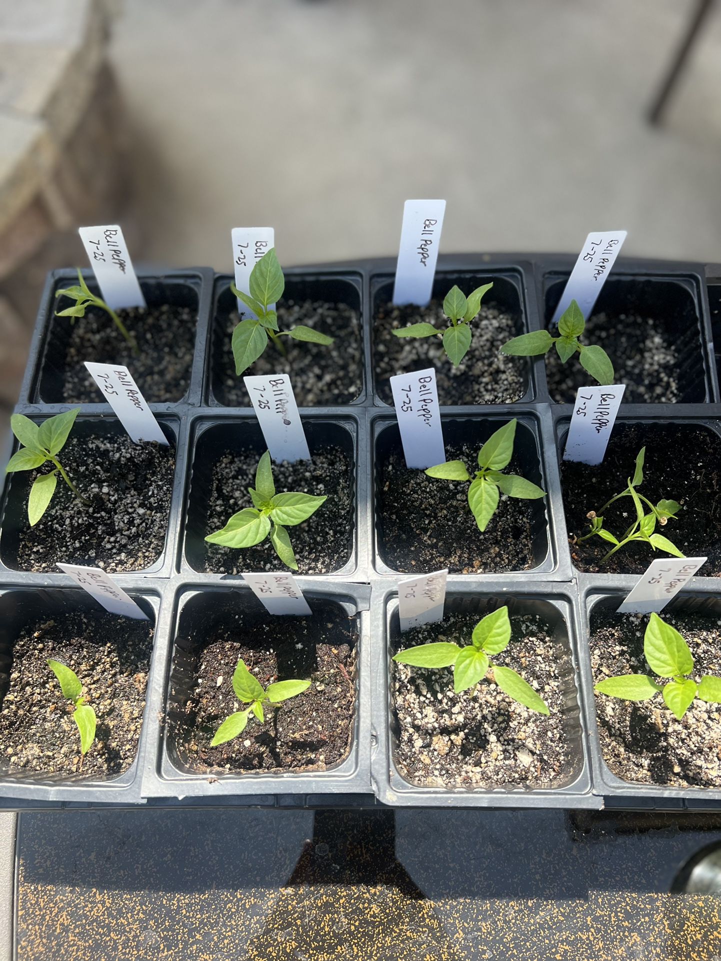 California Wonder Organic Bell Pepper Seedlings 