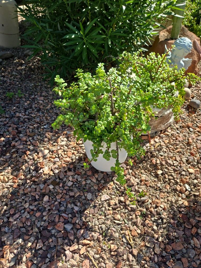 Healthy Elephant Food Plants In 10in Pots