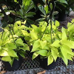 Neón Pothos In 8” Hanging Pot. SPECIAL PRICE !🤩
