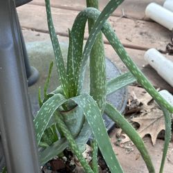 Succulents