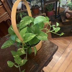 Golden Pathos Plant!! $10 Obo!! 