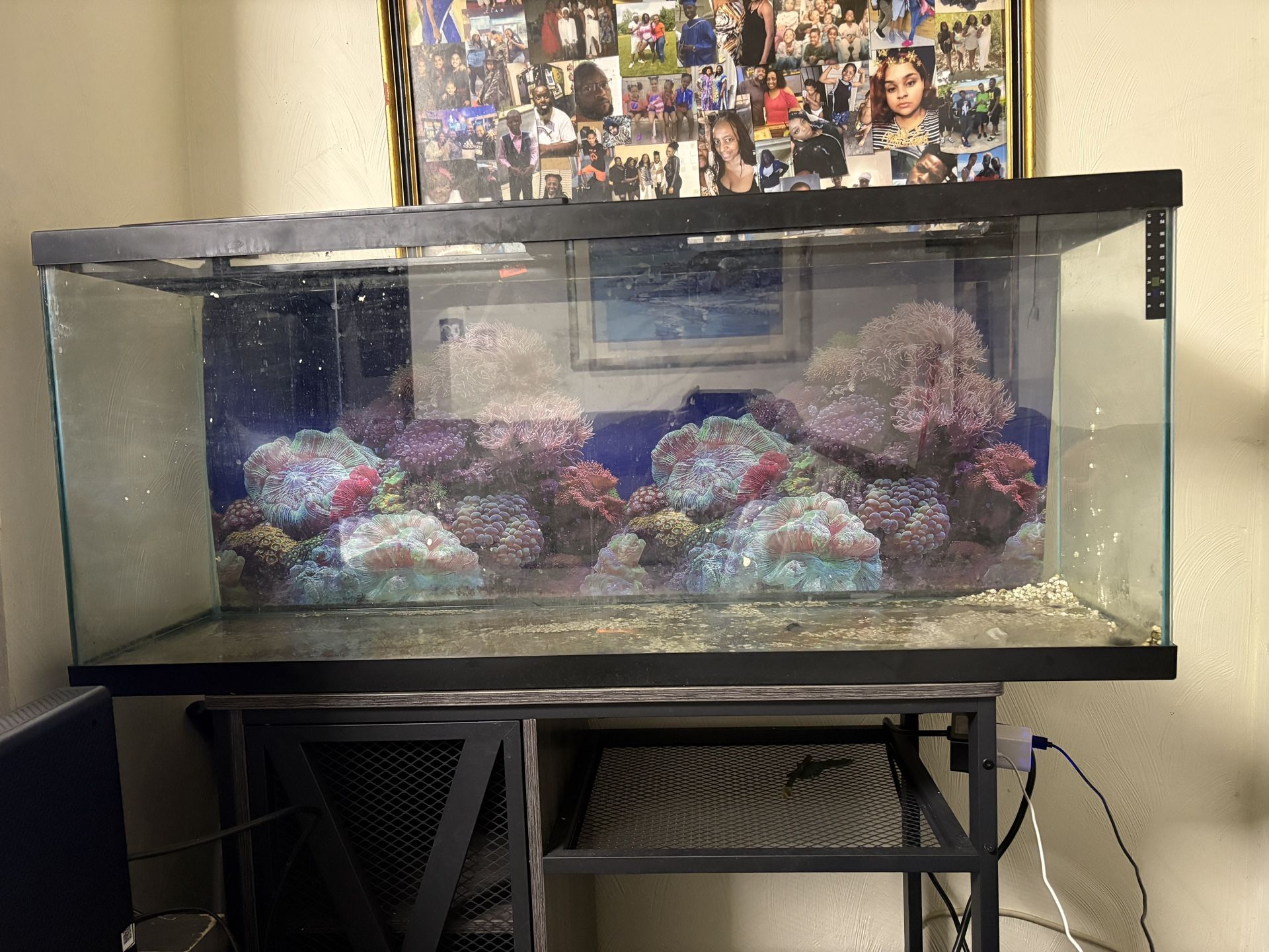 55 Gallon Aquarium and Stand