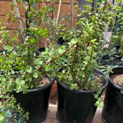 Elephant Food Bush Suculent  In 5 Gallon $30 Each I ALSO HAVE IT IN A GALLON $10 Each