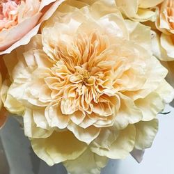 Japanese Rose Plant - Issei