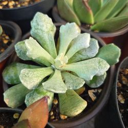 Natural Succulents Plants 🪴 