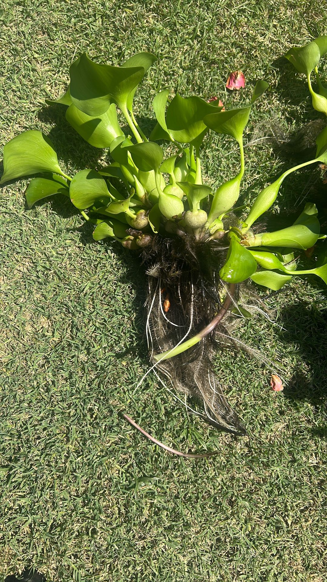 Floating Plant