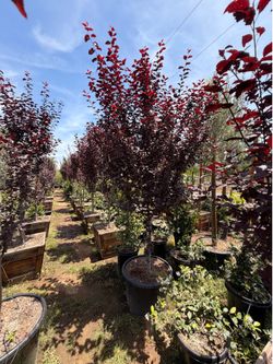 Purple plums 25 gallons