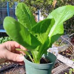 Large VEGETABLE STARTER PLANTS 