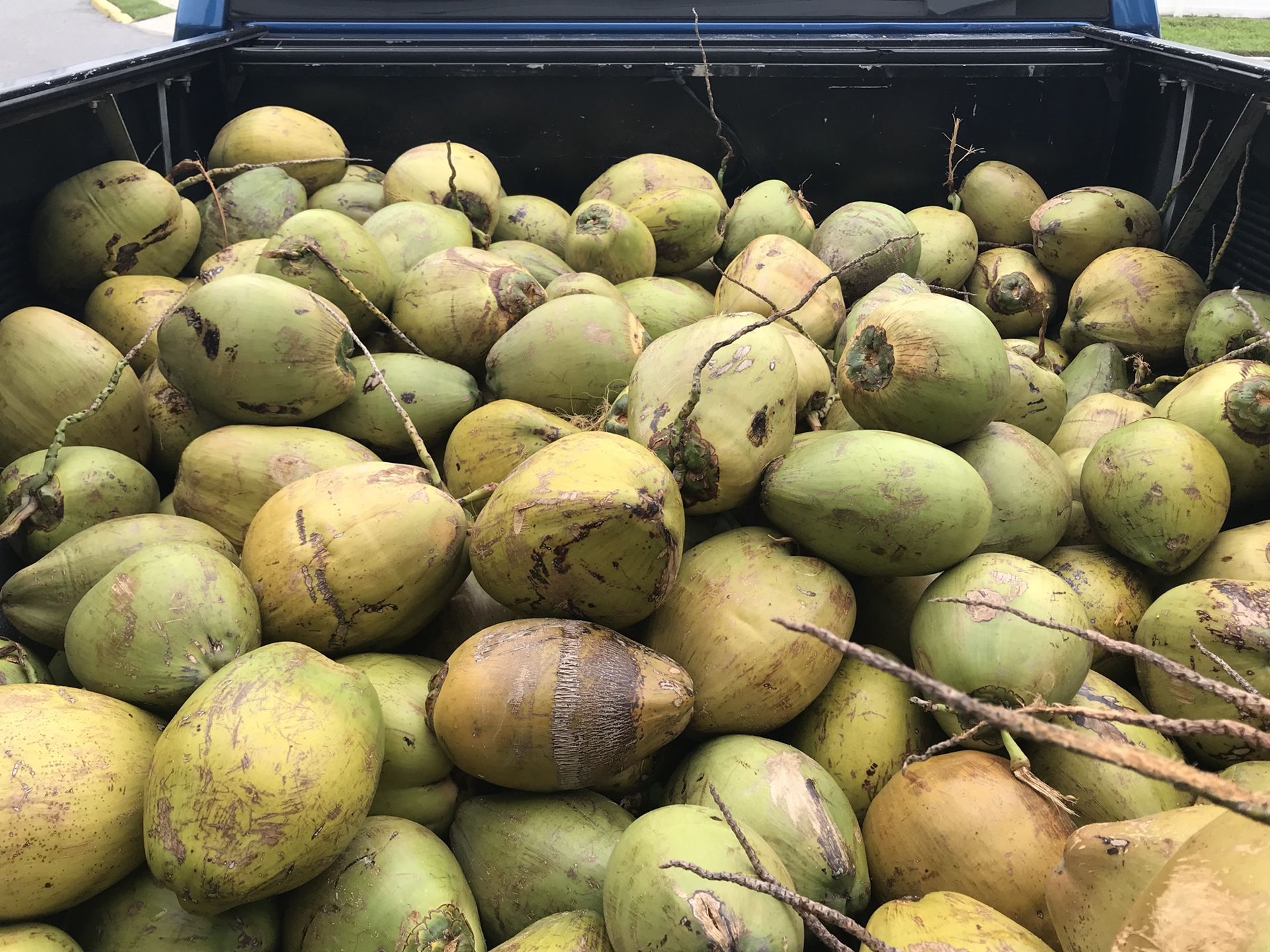 Coconuts $1 each