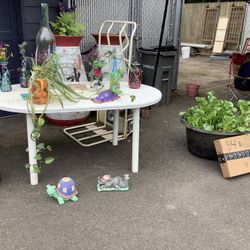 Pond Plants And More