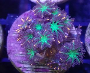 FIREWORKS CLOVE POLYPS CORAL FRAG FAKE DECORATIONS