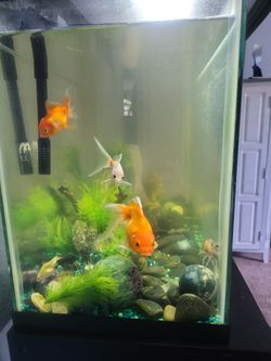 30 Gallon Gold Fish Tank And Stand - Fish Included for Sale in Orangevale,  CA - OfferUp