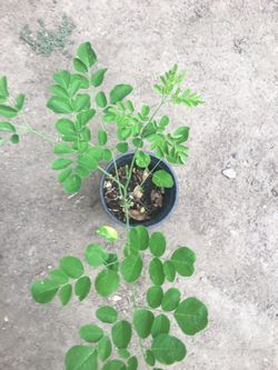 Moringa