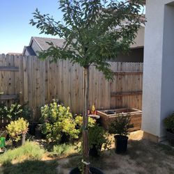 Nachez Crape myrtle White flowers