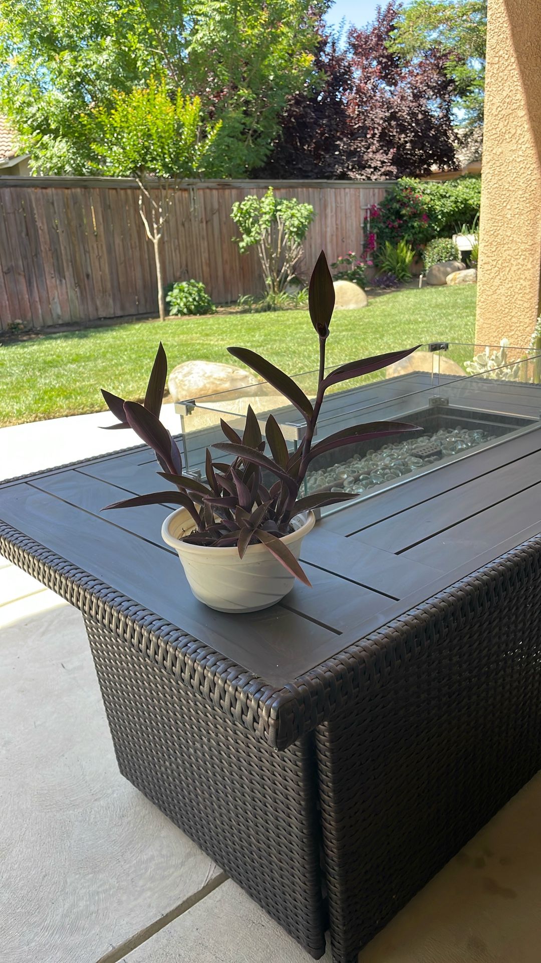 Purple Heart plant in white decorative pot