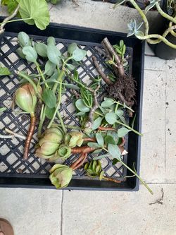 TRADE succulents cuttings a lot of varieties
