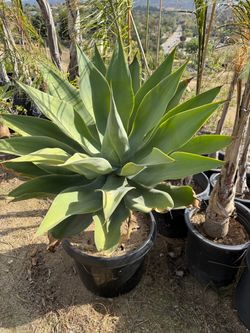 Large Agave Plant in Black Pot 24 g