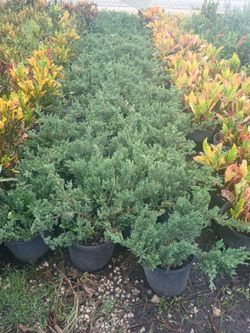 Juniper Sale! 3gl $6
