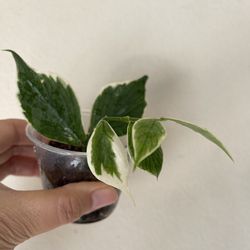 Hoya Albo Polyneura plant