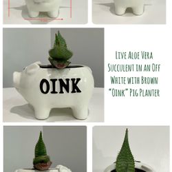 Live Aloe Vera Succulent in an Off White with Brown “Oink” Small Pig Planter