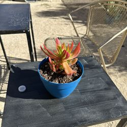 Plants for Sale. 6 Inch Pot 