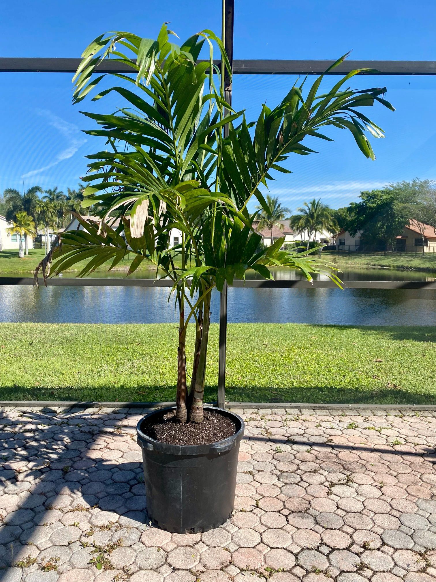 Christmas palm adonidia merrillii (15g tripple)