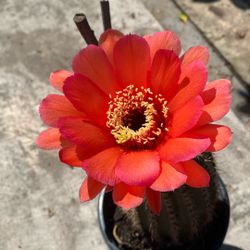 Cactus