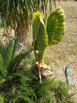 Oreja De Elefante Planta/Alocasia Odora Plant