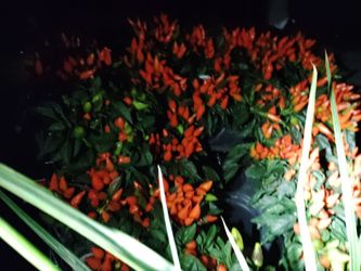 Pepper plants there is like 35 plants