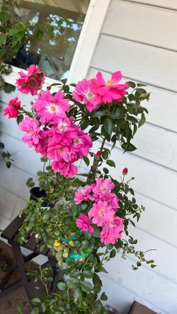 Pink rose vine