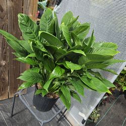 Peace Lily live plants