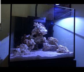 50 gallon tank