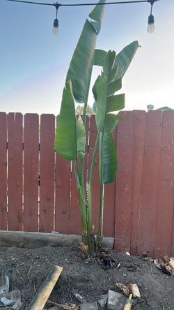 Banana tree