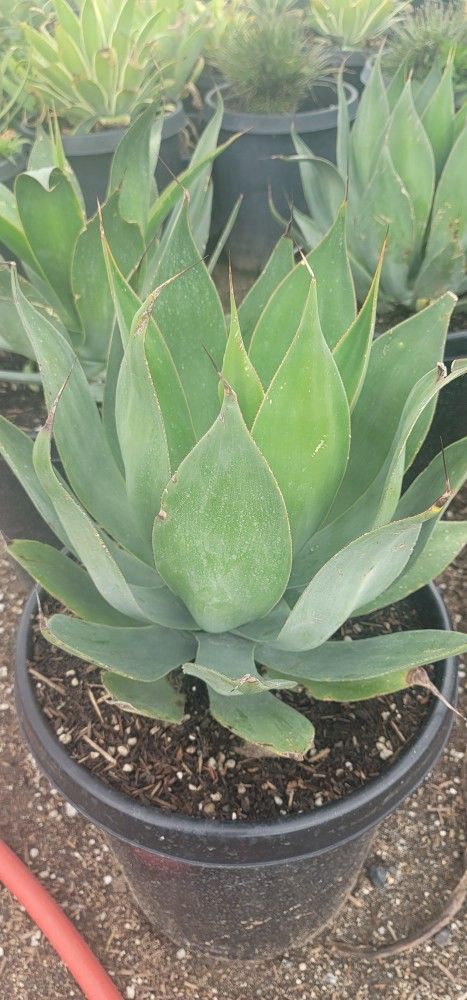 Agave Blue Flame