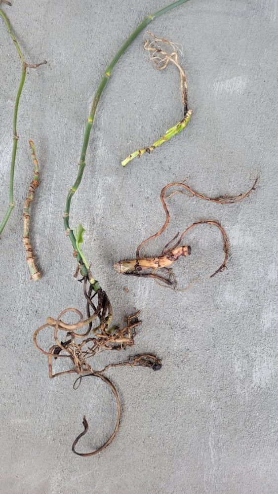 Random Nodes (Inc. Ring Of Fire)