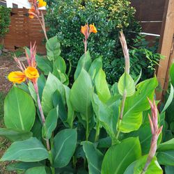 Canna Lillies/ Iris, Mexican Petunia, Monkey Grass