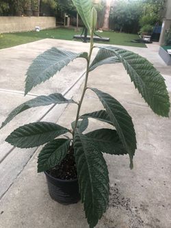 Loquat plant