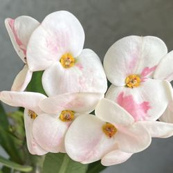 Crown Of Thorns Plant 