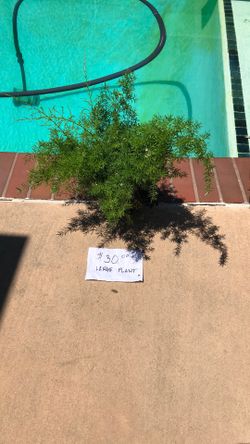 Asparagus springeri.- Asparagus Fern Have 2 Left