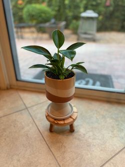 Philodendron Prince of Orange