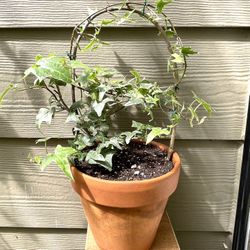 Ivy Perennial Indoor/Outdoor Plant In 5.5"H Pot.