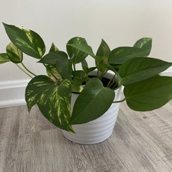 Indoor Plant 