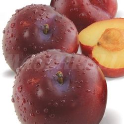 Santa Rosa Plum Trees 🌳❤️