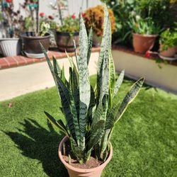 Succulent requires very little water.