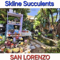 ANEONIUMS AND QUEEN OFTHE NIGHT CUTTINGS SALE ON SUNDAY  SAN LORENZO