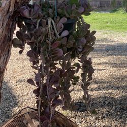 Hanging Jade