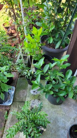 Lemon And  Curry Leaves. 