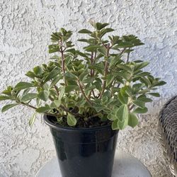 1.5 Gallon Pot Succulent Plant- Plectranthus Neochilus - Mike's Fuzzy Wuzzy - Blue Lobster Flower- Live Succulent - Rooted & Established - Drought Res