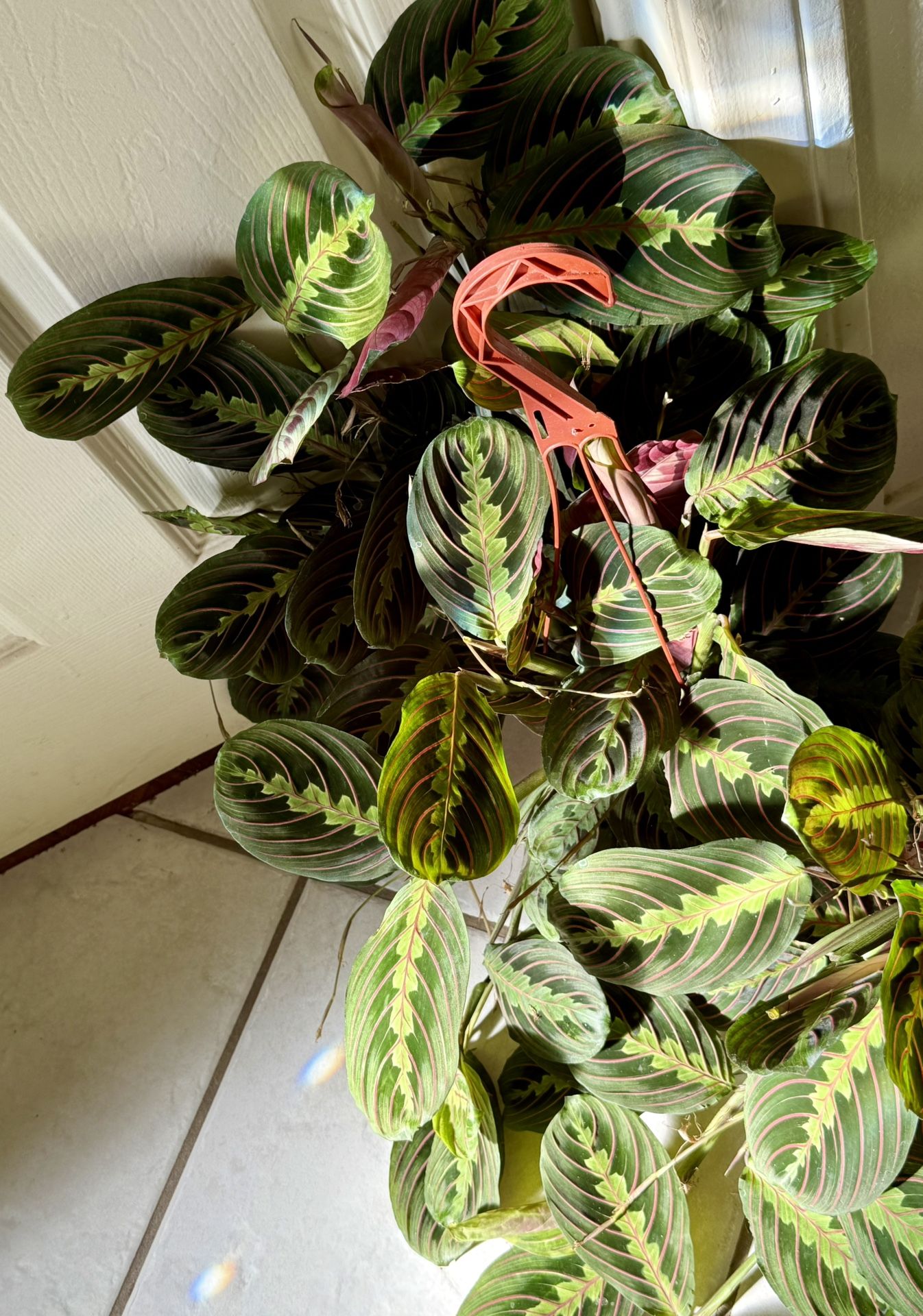 ♥️SUPER HEALTHY,FULL🌿//PRAYER PLANT♥️PLS READ DESCRIPTION)