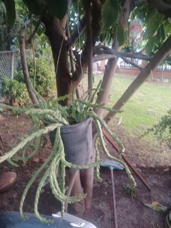 Flor Asteca 